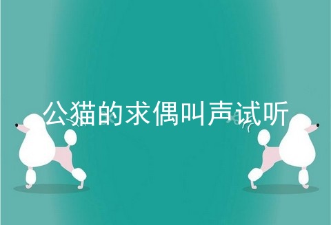 公猫的求偶叫声试听