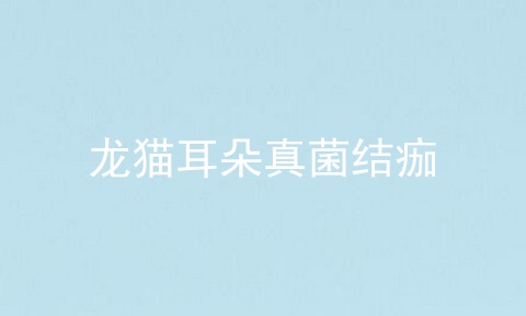 龙猫耳朵真菌结痂