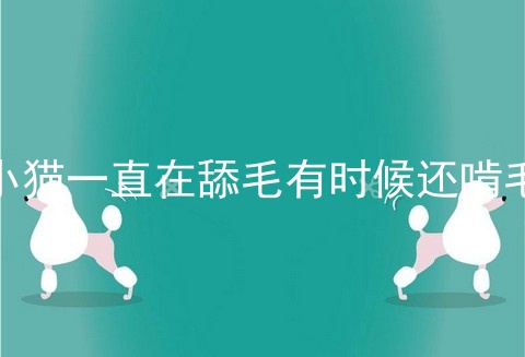 小猫一直在舔毛有时候还啃毛
