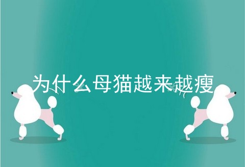 为什么母猫越来越瘦