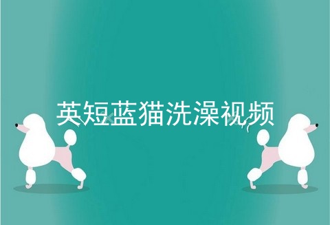<a href=/cat/13.html target=_blank class=infotextkey>英短</a>蓝猫洗澡视频