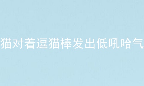 猫对着逗猫棒发出低吼哈气