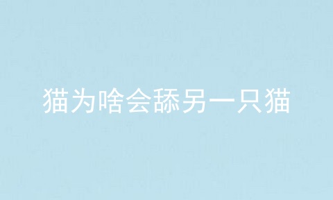 猫为啥会舔另一只猫