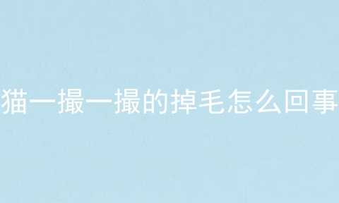 猫一撮一撮的掉毛怎么回事