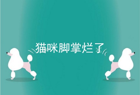 猫咪脚掌烂了