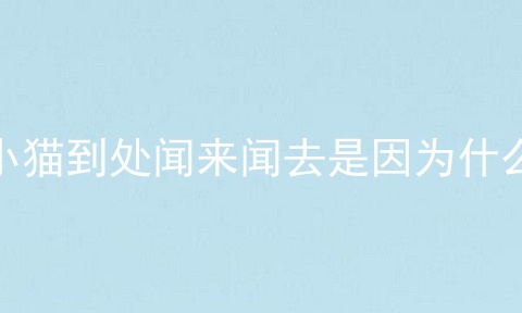 小猫到处闻来闻去是因为什么