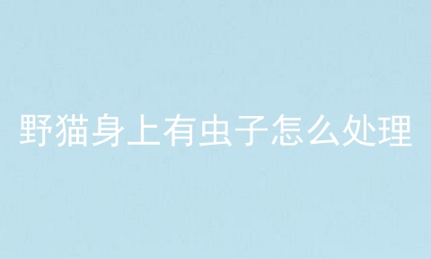 野猫身上有虫子怎么处理