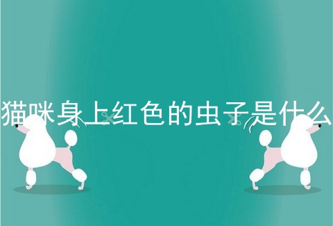 猫咪身上红色的虫子是什么