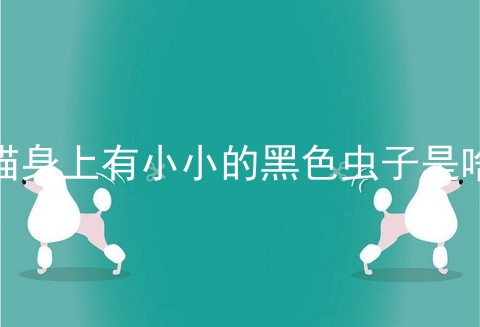 猫身上有小小的黑色虫子是啥