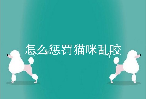 怎么惩罚猫咪乱咬