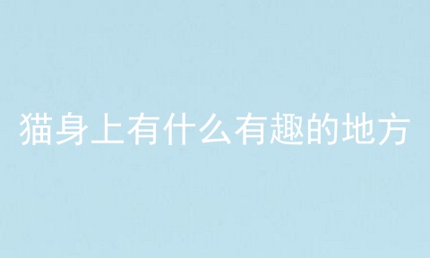 猫身上有什么有趣的地方