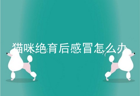 猫咪绝育后感冒怎么办