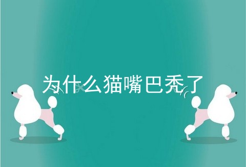 为什么猫嘴巴秃了