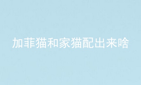 加菲猫和家猫配出来啥