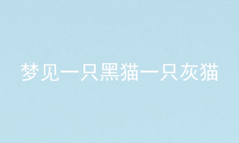 梦见一只黑猫一只灰猫