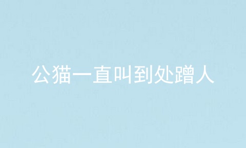 公猫一直叫到处蹭人