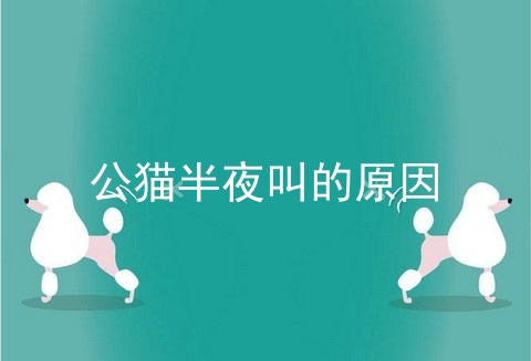 公猫半夜叫的原因