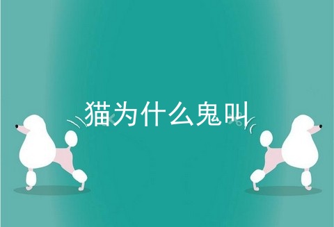 猫为什么鬼叫
