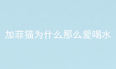 加菲猫为什么那么爱喝水