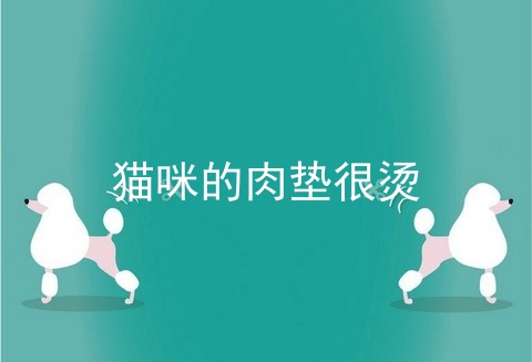 猫咪的肉垫很烫