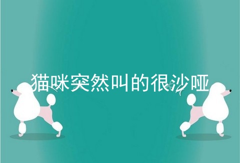 猫咪突然叫的很沙哑