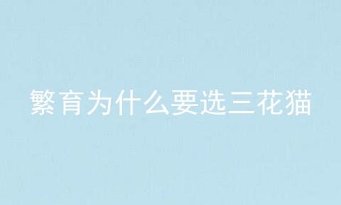 繁育为什么要选三花猫