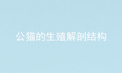 公猫的生殖解剖结构
