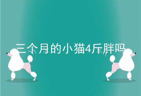 三个月的小猫4斤胖吗