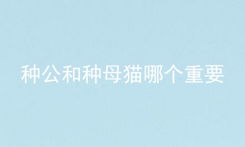 种公和种母猫哪个重要