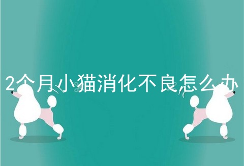 2个月小猫消化不良怎么办