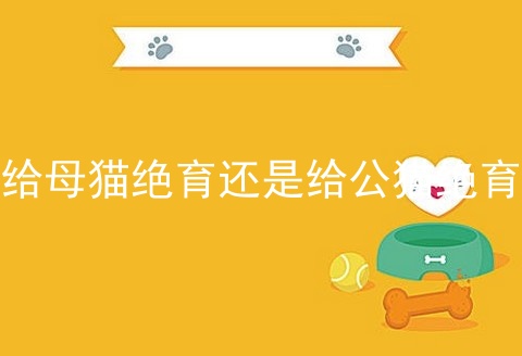 给母猫绝育还是给公猫绝育