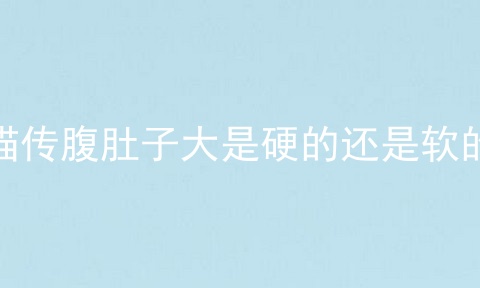 猫传腹肚子大是硬的还是软的