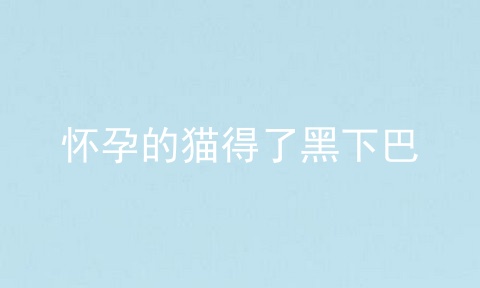 怀孕的猫得了黑下巴