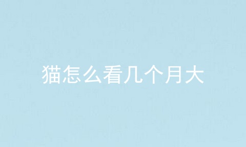 猫怎么看几个月大