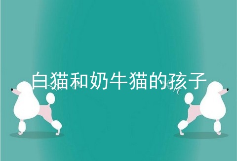 白猫和奶牛猫的孩子