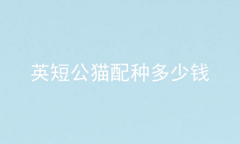 英短公猫配种多少钱