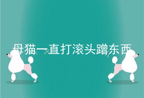 母猫一直打滚头蹭东西