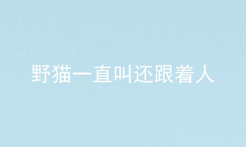 野猫一直叫还跟着人
