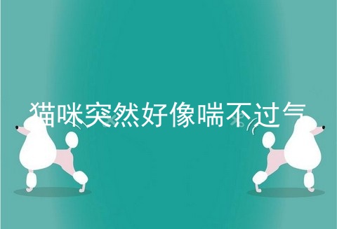 猫咪突然好像喘不过气