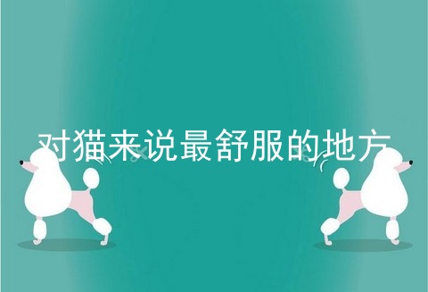 对猫来说最舒服的地方