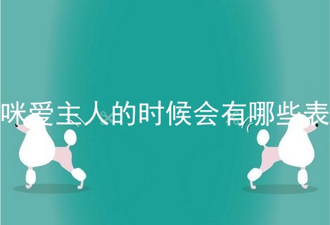 猫咪爱主人的时候会有哪些表现