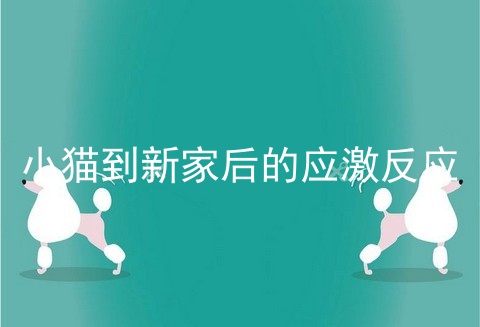 小猫到新家后的应激反应