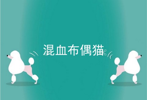 混血布偶猫