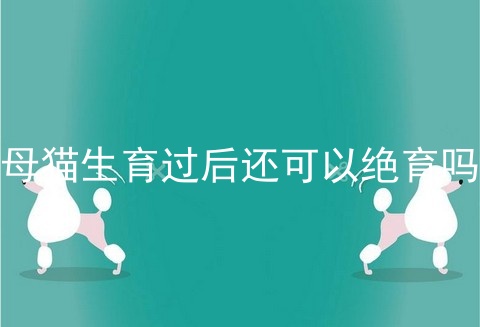 母猫生育过后还可以绝育吗
