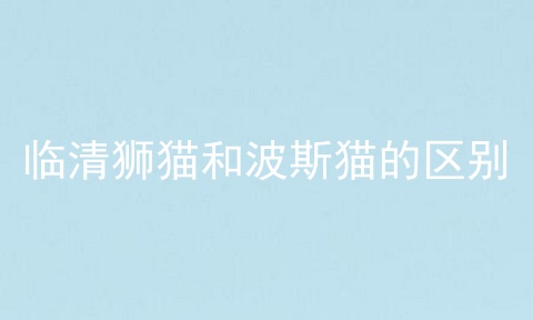 临清狮猫和波斯猫的区别