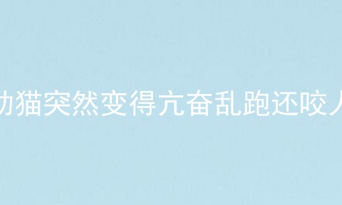 幼猫突然变得亢奋乱跑还咬人