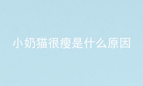 小奶猫很瘦是什么原因