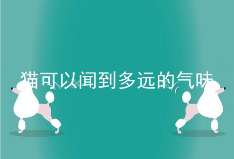 猫可以闻到多远的气味