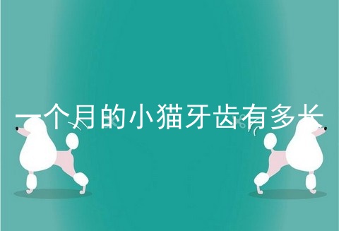 一个月的小猫牙齿有多长