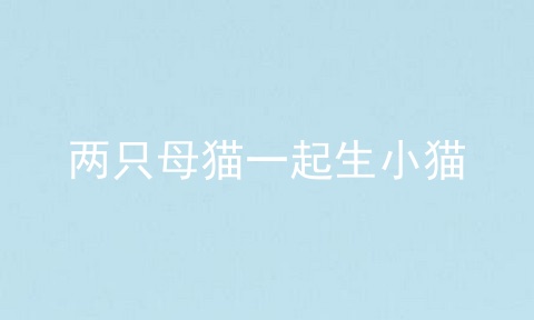 两只母猫一起生小猫